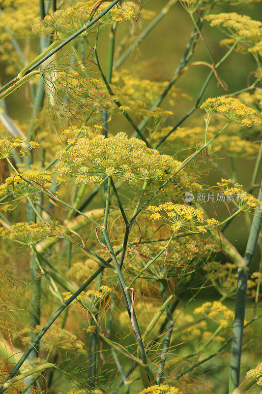 茴香花/种子的图像，茴香种子头，香草花园